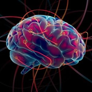 brain